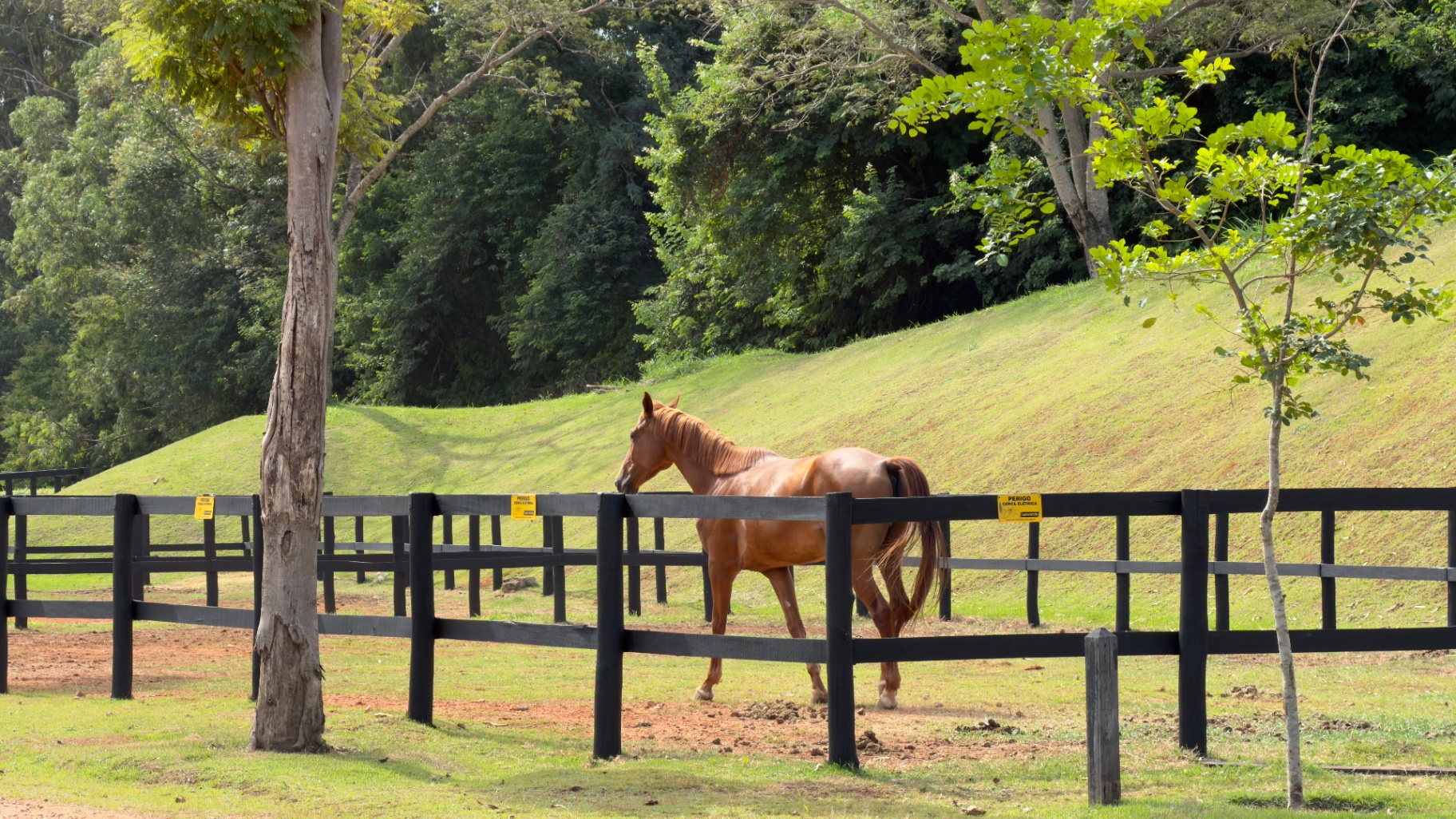 Cavalo no piquete